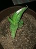 Sansevieria samurai dwarf