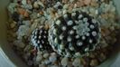 Copiapoa humilis ssp. tenuissima f. monstruosa