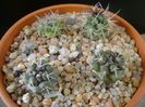 Grup de Copiapoa