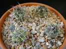 Grup de Copiapoa