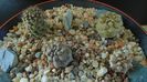 Grup de Copiapoa