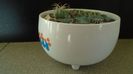 Grup de cactusi