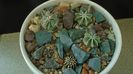 Grup de cactusi