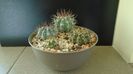 Grup de 4 cactusi tropicali: Melocactus & Discocactus