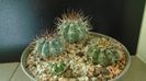Grup de 4 cactusi tropicali: Melocactus & Discocactus