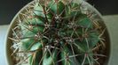 Cactusi tropicali: Melocactus curvispinus ssp. caesius, Maintequia, Venezuela