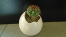 Cactusi tropicali: Discocactus pugionacanthus (altoit)