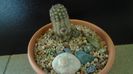 Grup de cactusi