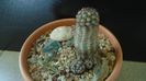 Grup de cactusi