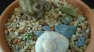 Grup de cactusi