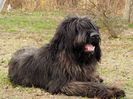 Ciobanesc de Brie Briard