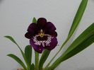 Miltoniopsis
