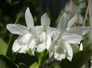 Cattleya