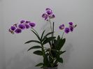 Dendrobium Phalaenopsis