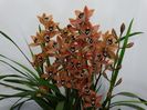 Cymbidium Totorri