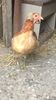 Araucana Gold Galben 2019