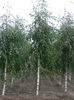 betula pendula tristis