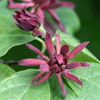 Calycanthus floridus(pup de fraga)