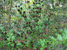 Calycanthus floridus(pup de fraga)