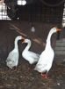 Familie gaste chinezesti albe