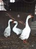 Familie gaste chinezesti albe