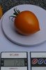 ORANGE PEPPER -UKR (9)