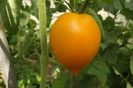 ORANGE PEPPER -UKR (22)