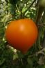 ORANGE PEPPER -UKR (23)