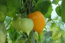 ORANGE PEPPER -UKR (31)