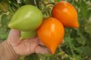 ORANGE PEPPER -UKR (37)