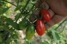 RED PEPPER CHERRY UKR (7)