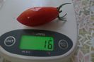 RED PEPPER CHERRY UKR (10)