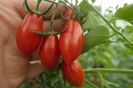 RED PEPPER CHERRY UKR (13)