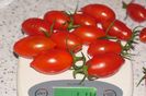 RED PEPPER CHERRY UKR (19)