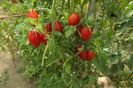 RED PEPPER CHERRY UKR (26)