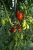 RED PEPPER CHERRY UKR (32)