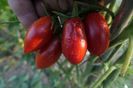 RED PEPPER CHERRY UKR (35)