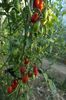 RED PEPPER CHERRY UKR (37)