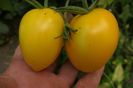 YELLOW PEPPER UKR  (7)