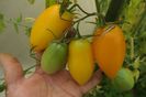 YELLOW PEPPER UKR  (10)