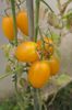 YELLOW PEPPER UKR  (28)