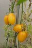 YELLOW PEPPER UKR  (29)