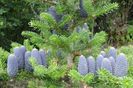 abies koreana festival