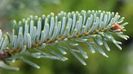 Abies_koreocarpa_x_Festival