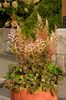 Astilbe COLOR FLASH Beauty of Ernst