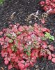 Astilbe COLOR FLASH Beauty of Ernst