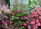 Astilbe_ColorFlash