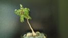 Pachycormus discolor