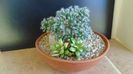 Trichodiadema densum, boboc