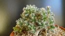 Trichodiadema densum, boboc